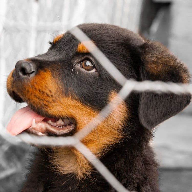 Causa animal no Centro do Rio de Janeiro: conheça ONGs atuantes